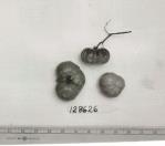 Click for 1 image(s) for this accession. FRUIT